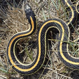 Garter Snake Care Sheet - Thamnophis sirtalis