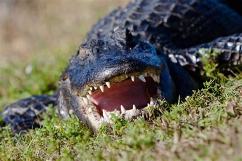 Alligator Teeth Explained: Everything You Need To Know