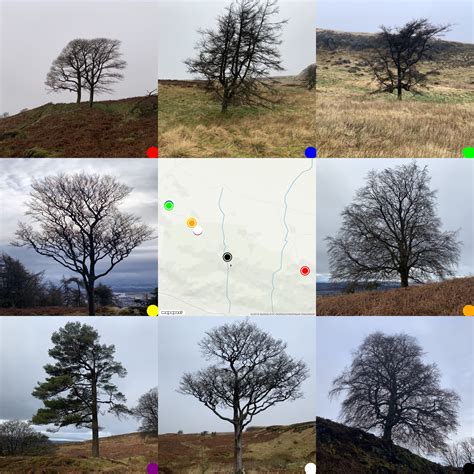Kilpatrick Trees