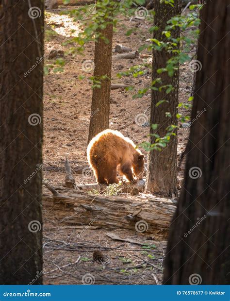 Black Bear Yosemite National Park Stock Image Image Of Forest Bear