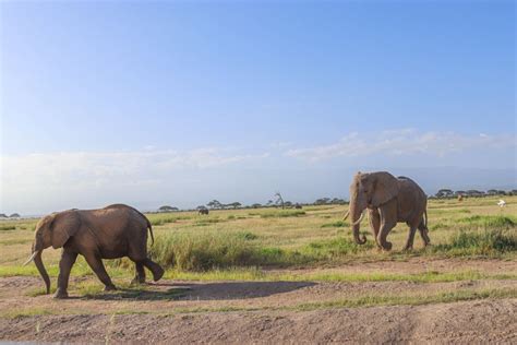 Parc national d Amboseli Excursion d une journée depuis Nairobi en