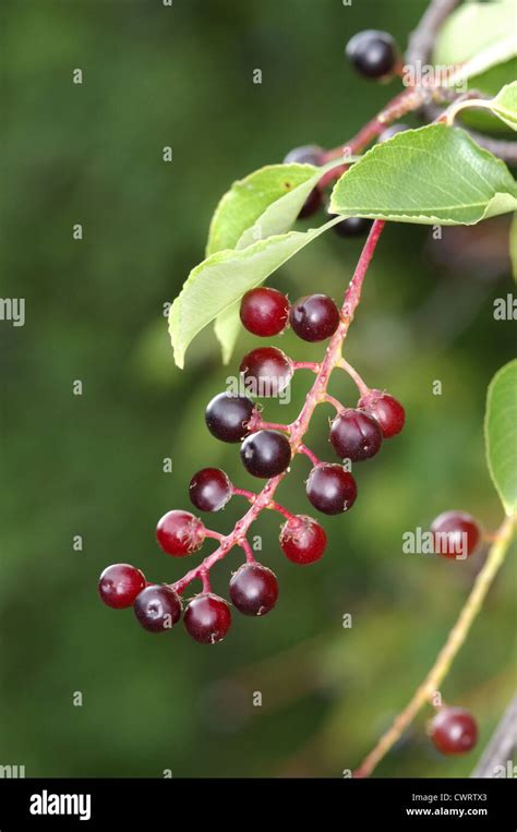 Rum Cherry Black Cherry Prunus Serotina Rosaceae Stock Photo Alamy