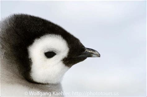 Portrait of an Emperor penguin chick — Photo Tours