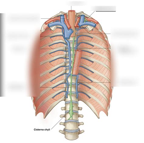 thoracic duct Diagram | Quizlet