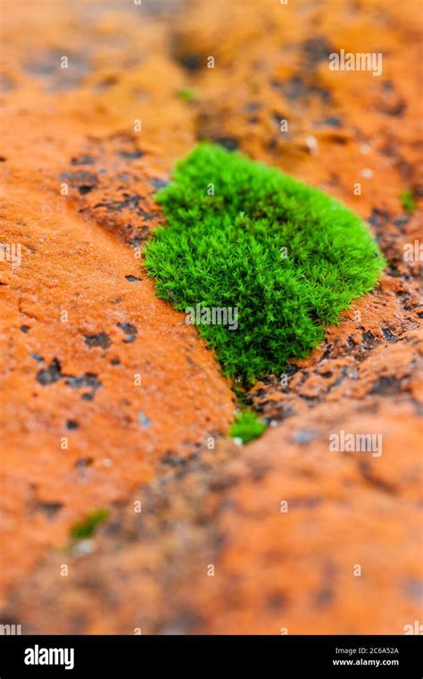 Detail Of A Moss Covered Rock In Finland Stock Photo Alamy