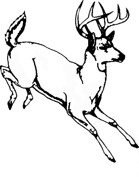 Whitetail Deer Sketch at PaintingValley.com | Explore collection of ...