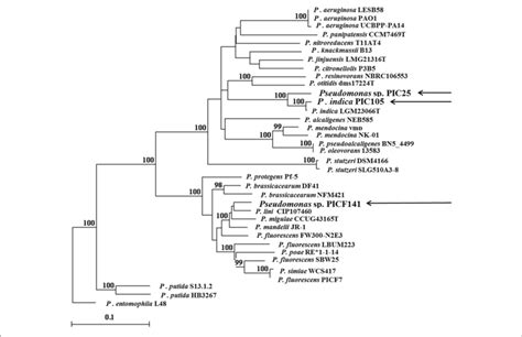 Phylogenetic Tree Showing The Taxonomic Position Of The Three New