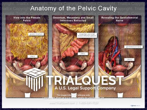 Anatomy Of The Pelvic Cavity Trialquest Inc