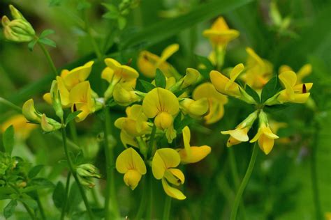 Bird S Foot Trefoil All About The Wildflower Plantura