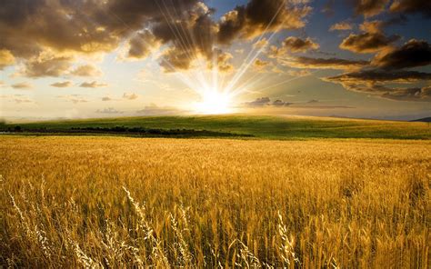 🔥 [50+] Free Harvest Desktop Wallpapers | WallpaperSafari