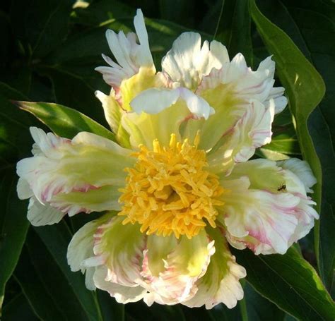 Интересные и необычные сорта пионов | Peonies garden, Peonies, Paeonia ...