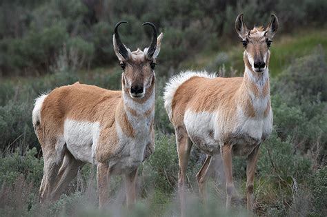 Male and Female Pronghorn | Sean Crane Photography