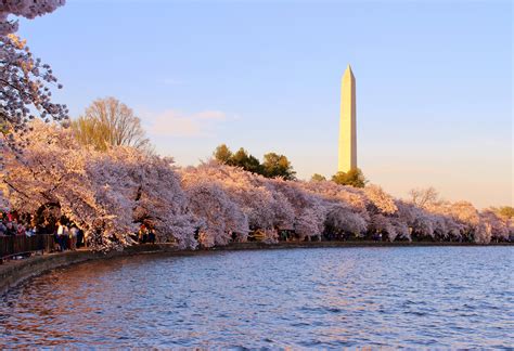 Washington DC Cherry Blossom Wallpaper - WallpaperSafari