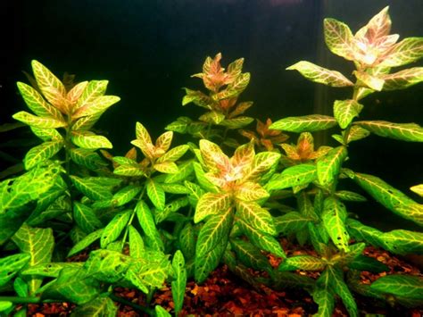 ᐉ Hygrophila Polysperma Rosanervig 🌱 Plantas De Acuario