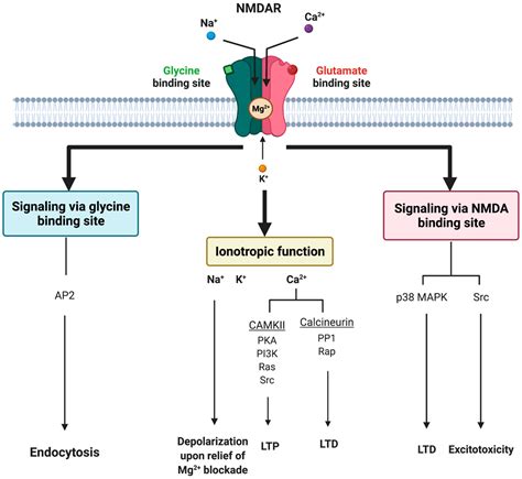 Nmda Antagonist How It Works