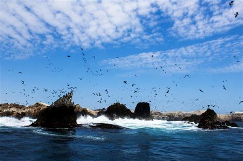 Una Enorme Bandada De Gaviotas Volando Sobre El Oc Ano Foto Premium