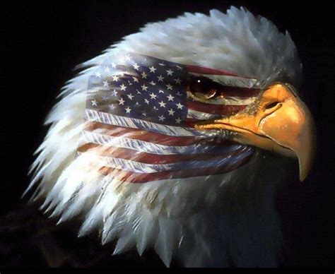 American Flag Eagles Wallpapers Top Free American Flag Eagles