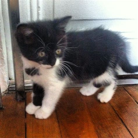 Tuxedo kitten