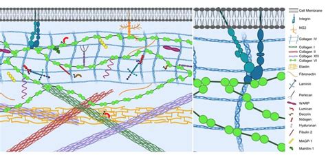 Schematic Representation Of Extracellular Matrix Underlying Epithelial