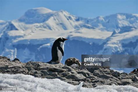 South Pole Penguins Photos and Premium High Res Pictures - Getty Images