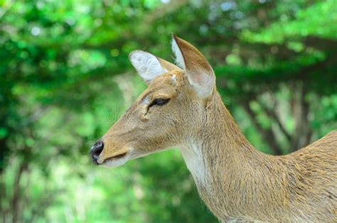 Eld S Deer Also Known As The Thamin Or Brow Antlered Deer Stock Image