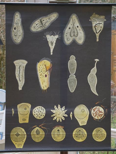 Vintage School Chart Protozoa Ii Jung Koch Quentell Original