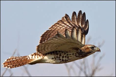 Red Tail Hawk in Flight 4