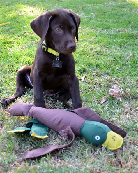 boone  chocolate lab   lush green field