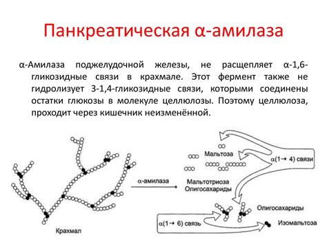 Метаболизм углеводов. Переваривание углеводов - презентация онлайн
