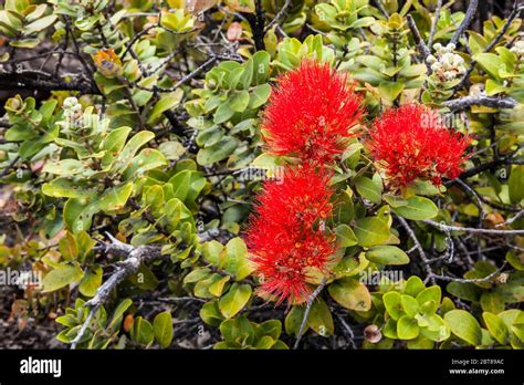 Ohia Lehua Flower Ohia Tree Hi Res Stock Photography And Images Alamy