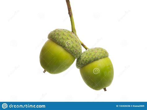 Green Acorn Isolated Stock Photo Image Of Background 132420236