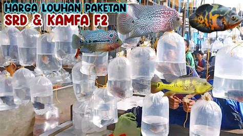 UPDATE HARGA LOUHAN P BASS OSCAR BATIK PASAR IKAN HIAS PARUNG