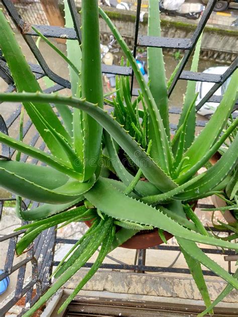 Aloe Vera ,fresh Green Aloe Vera, Aloe Vera - Live Potted House Plant ...