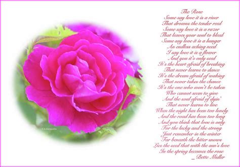 Pink Rose and Song Lyrics Digital Art by A Macarthur Gurmankin - Fine ...