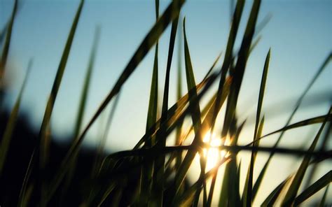 Wallpaper Sunlight Sky Field Branch Evening Morning Sun Cloud