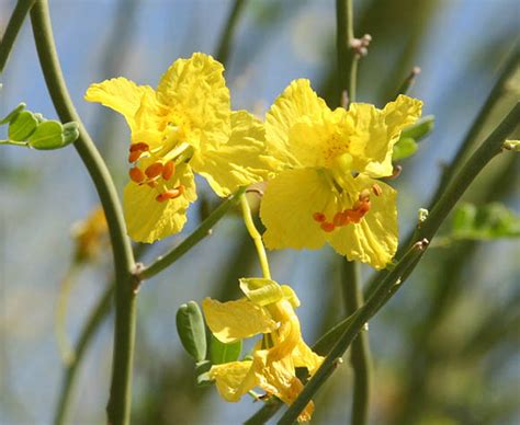 Sonoran Desert Plants Parkinsonia Florida Blue Palo Verde