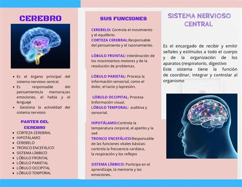 Folleto Como Funciona El Cerebro Sistema Nervioso Central Como