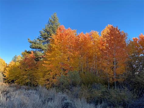 Peep the Best Fall Colors in Northern Nevada