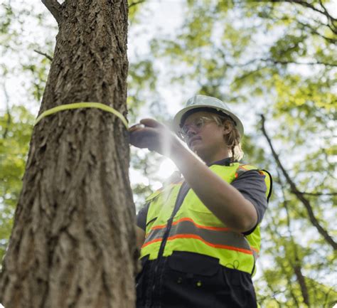 Our Forest Management Services | Eocene Environmental Group