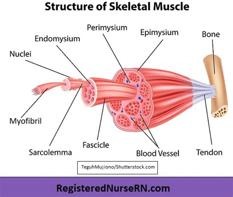 Skeletal Muscle Tissue Anatomy And Structure Musa Paradisiaca Floral ...