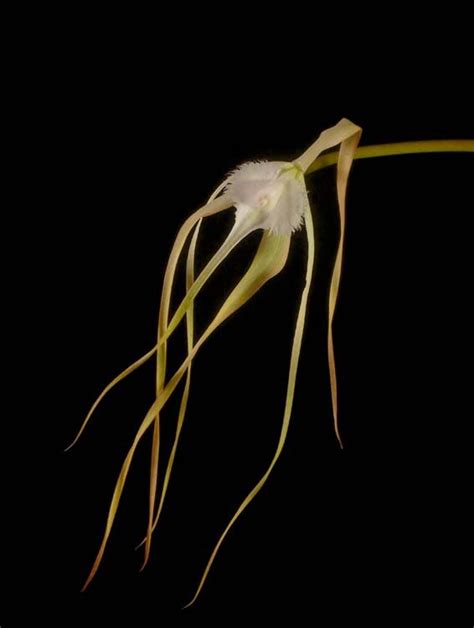 Orchids Brassavola Cucullata Foliage Orchids Species