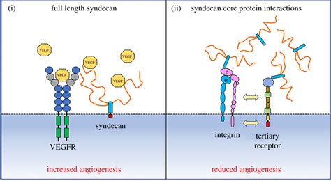 Syndecan Receptors Pericellular Regulators In Development And