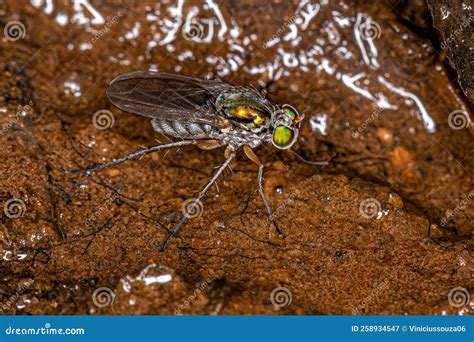 Adult Long Legged Fly Stock Image Image Of Insect Diptera 258934547