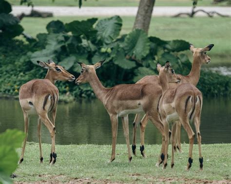 Deer on Grass · Free Stock Photo