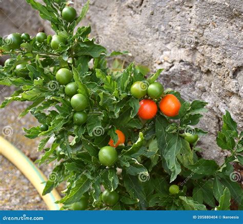 Solanum Pseudocapsicum Plant With Ripening Fruits Stock Photo Image