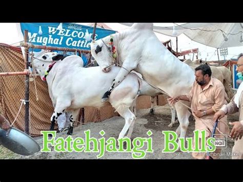 Vip Tents Fatehjangi Bulls Bhatta Chowk Cow Mandi Islamabad