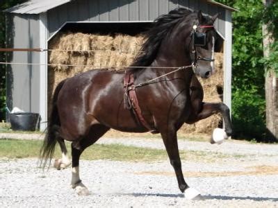 Hackney Pony Info, Origin, History, Temperament, Pictures