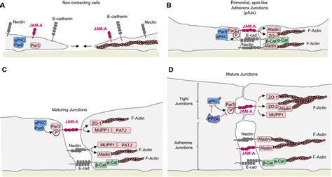 Dynamic Association Of JAM A With Scaffolding Proteins During