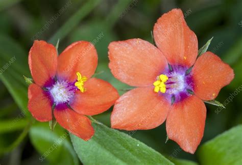 Scarlet Pimpernel Anagallis Arvensis Stock Image C0084809