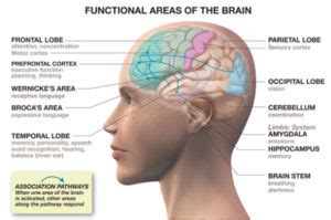 Areas of the brain involved in Control of emotion - Psychology Info